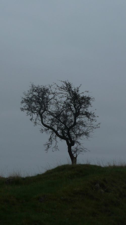 Tree In Autumn