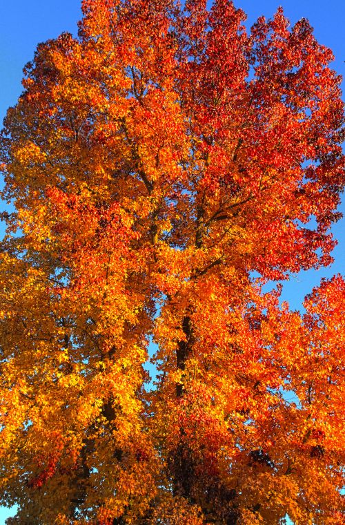 Tree In Autumn