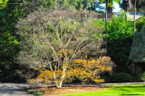 Tree In Autumn