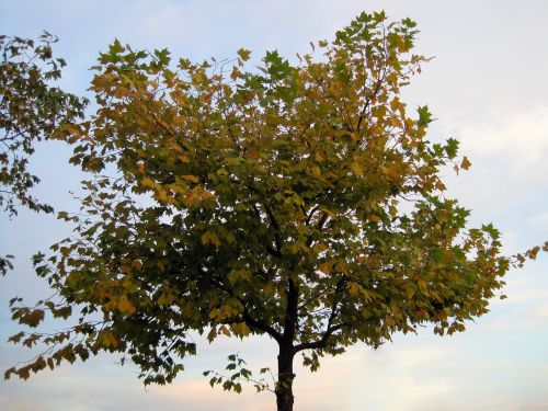 Tree In Autumn