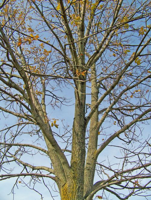 Tree In Autumn