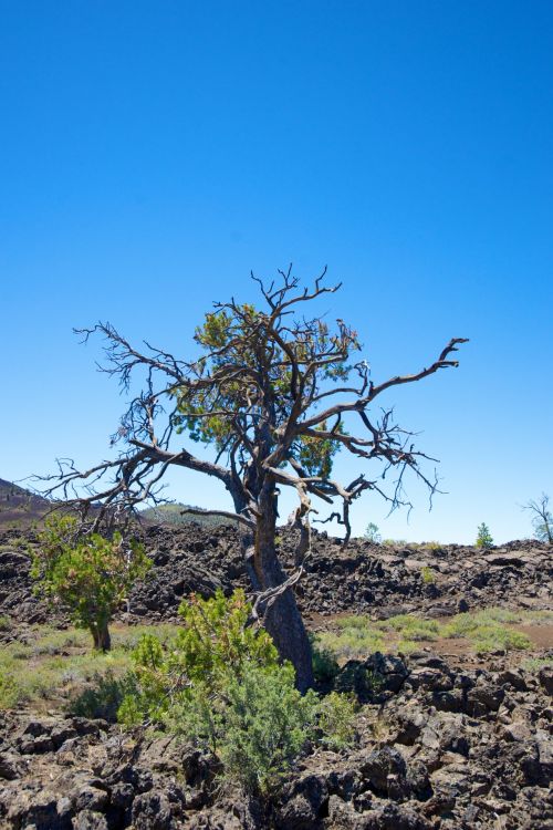 Tree In Craters Of The Moon