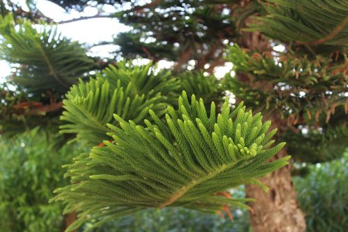 tree in greece spruce plant