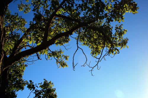 Tree In Late Summer