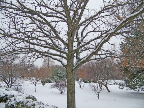 Tree In Snow