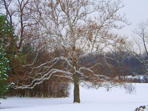 Tree In Snow