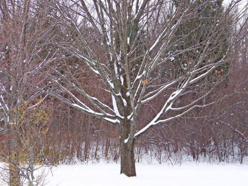 Tree In Snow