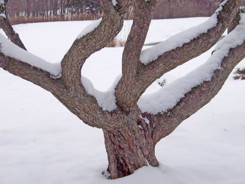 Tree In Snow