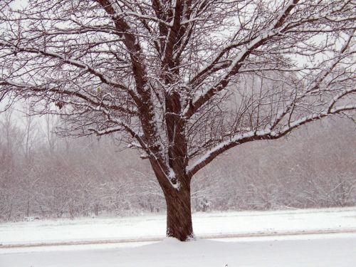 Tree In Snow