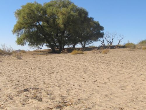 tree in the desert desert the scenery