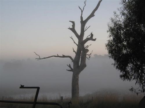 Tree In The Fog