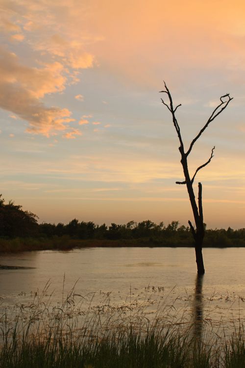 Tree In The Lake