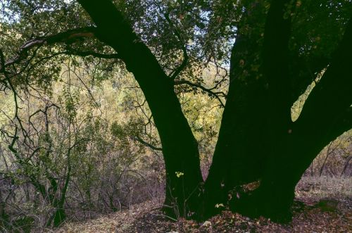 Tree In The Meadow