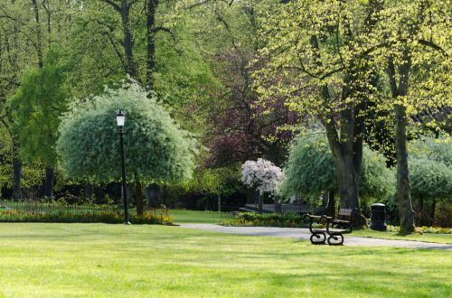 Tree In The Park