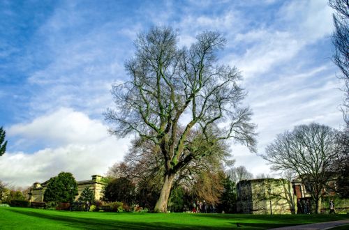 Tree In The Park