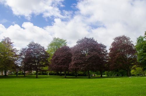 Tree In The Park