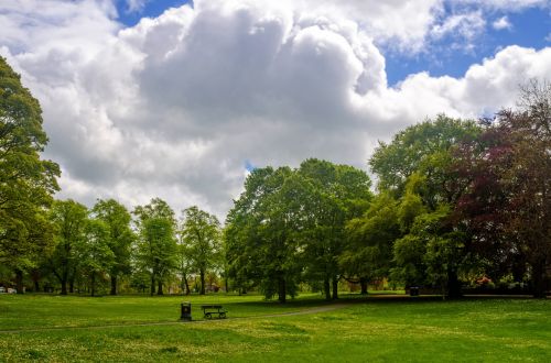 Tree In The Park