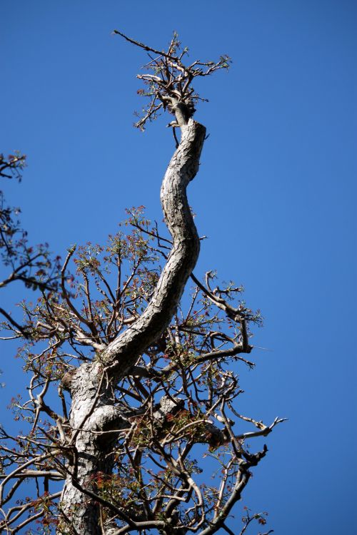 Tree In The Spring