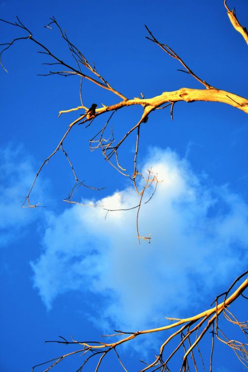 Tree In The Sun