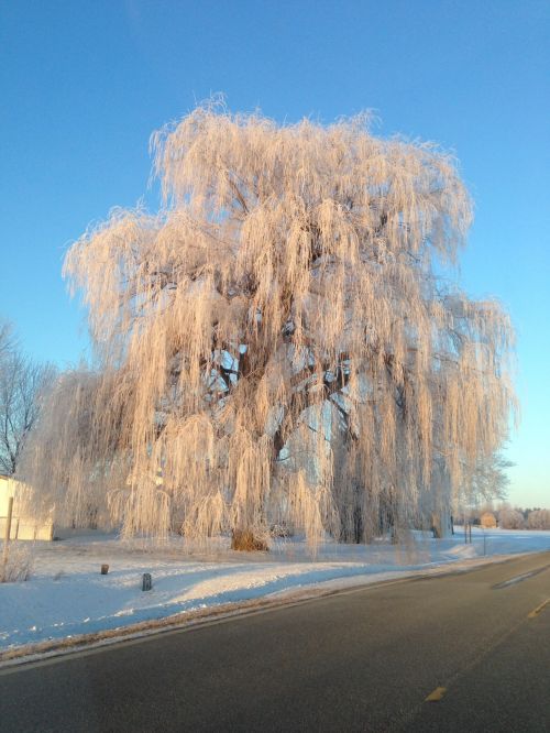 Tree In Winter