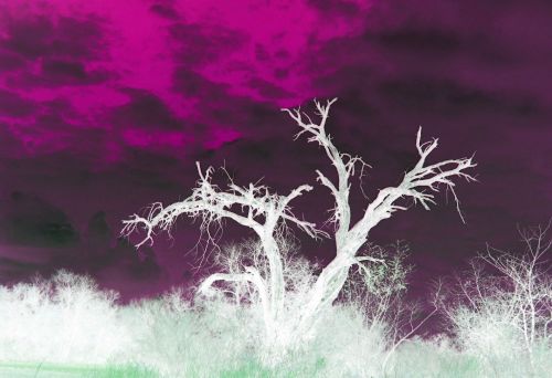 Tree Invert With Magenta Sky