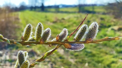 tree kitten spring bud