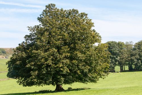 Tree Landscape In Summer