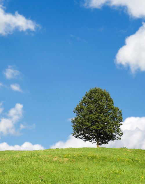 Tree Landscape Blue Sky