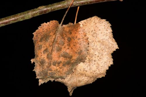 tree leaf leaf dry