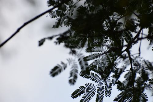 tree leaves shadow dark and green