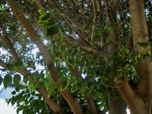 Tree Leaves Revealing Sunlight