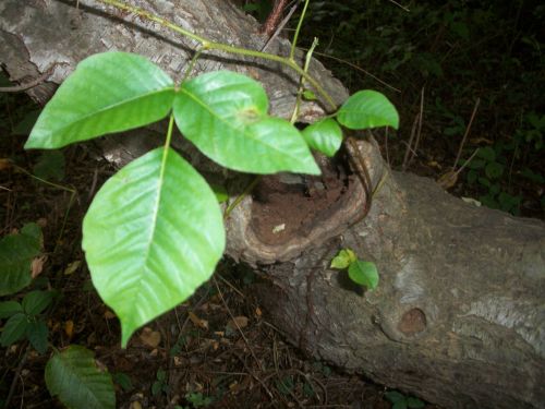 Tree Leaves