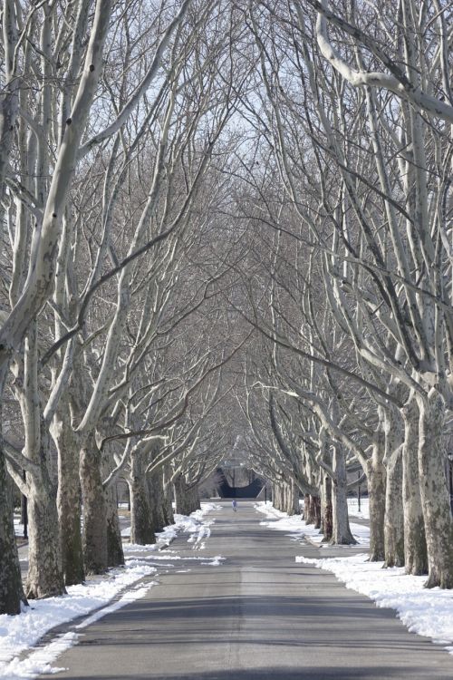 tree lined flushing meadow park snow