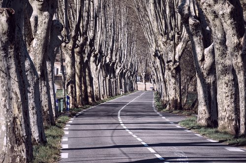 tree lined  trees  roadway