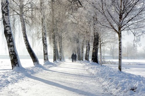 tree lined avenue winter snow