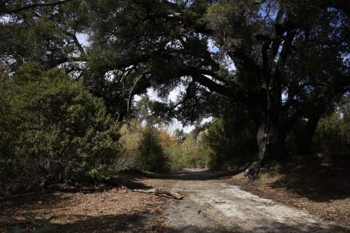 Tree Lined Path