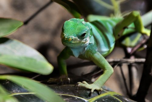 tree monitor lizard reptile