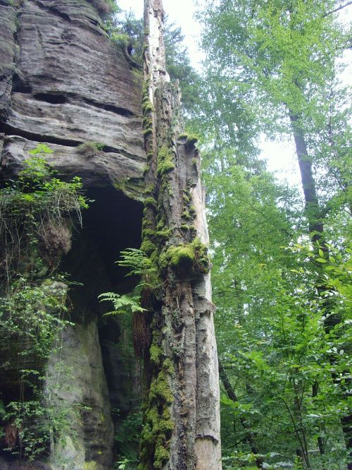 tree moss czech republic glade