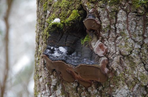 tree mushroom forest tree