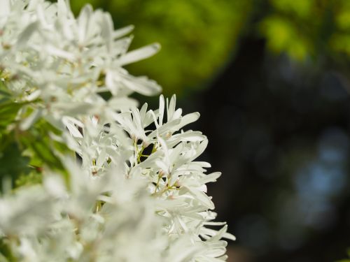 tree nan'm monjya chionanthus retusus osmanthus department