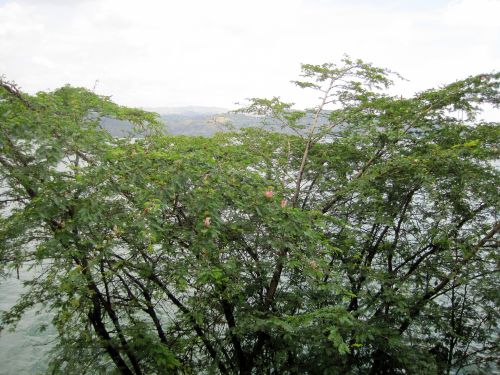 Tree Next To Lake