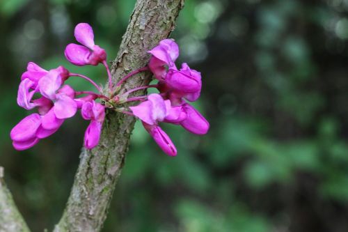 tree of judea pink flowers cercis siliquastrum