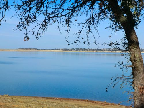 Tree On Lake 43