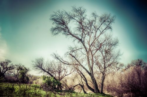 Tree On Meadow&#039;s Edge