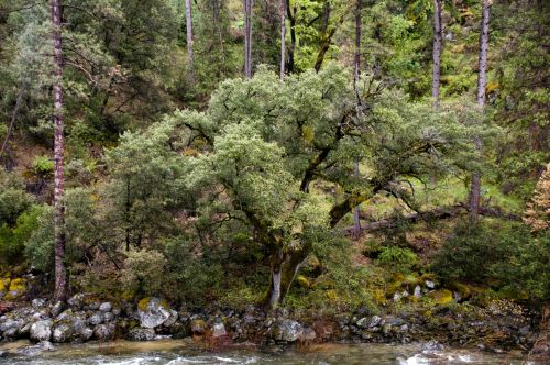 Tree On Riverside