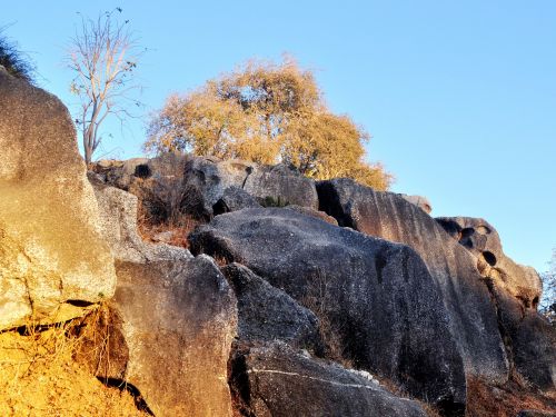 Tree On Rocks