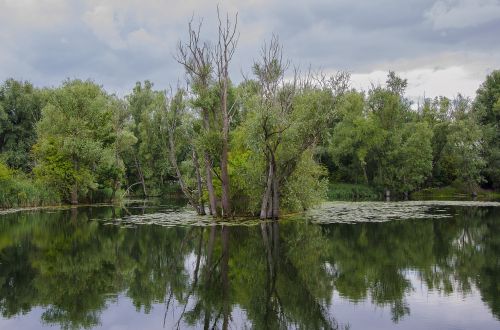 tree on the lake scene reflection