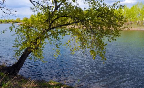 Tree Over The River