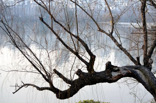 Tree Over Water