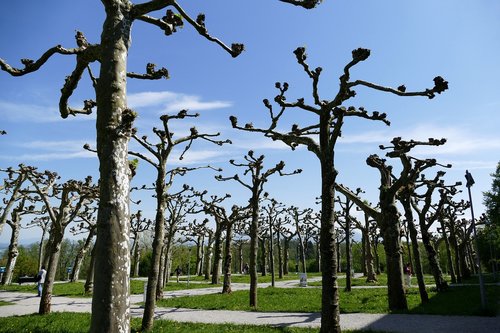 tree pruning  herrenchiemsee  park